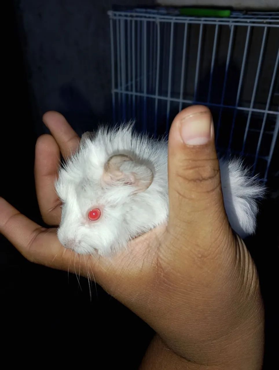 Filhotes de porquinho da índia abissinio  - Foto 3