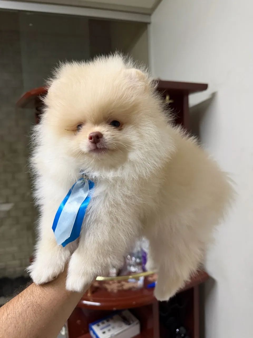 Spitz alemão  - Foto 2