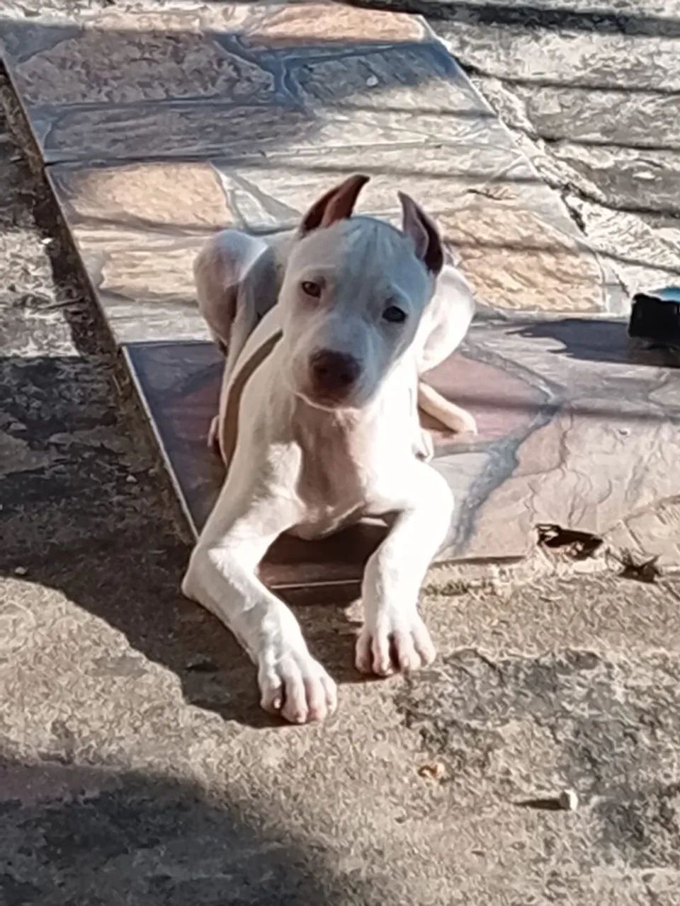 Pit Bull filhote - Foto 4