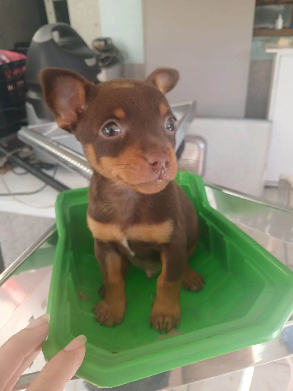 Vendo pinscher macho - Foto 3