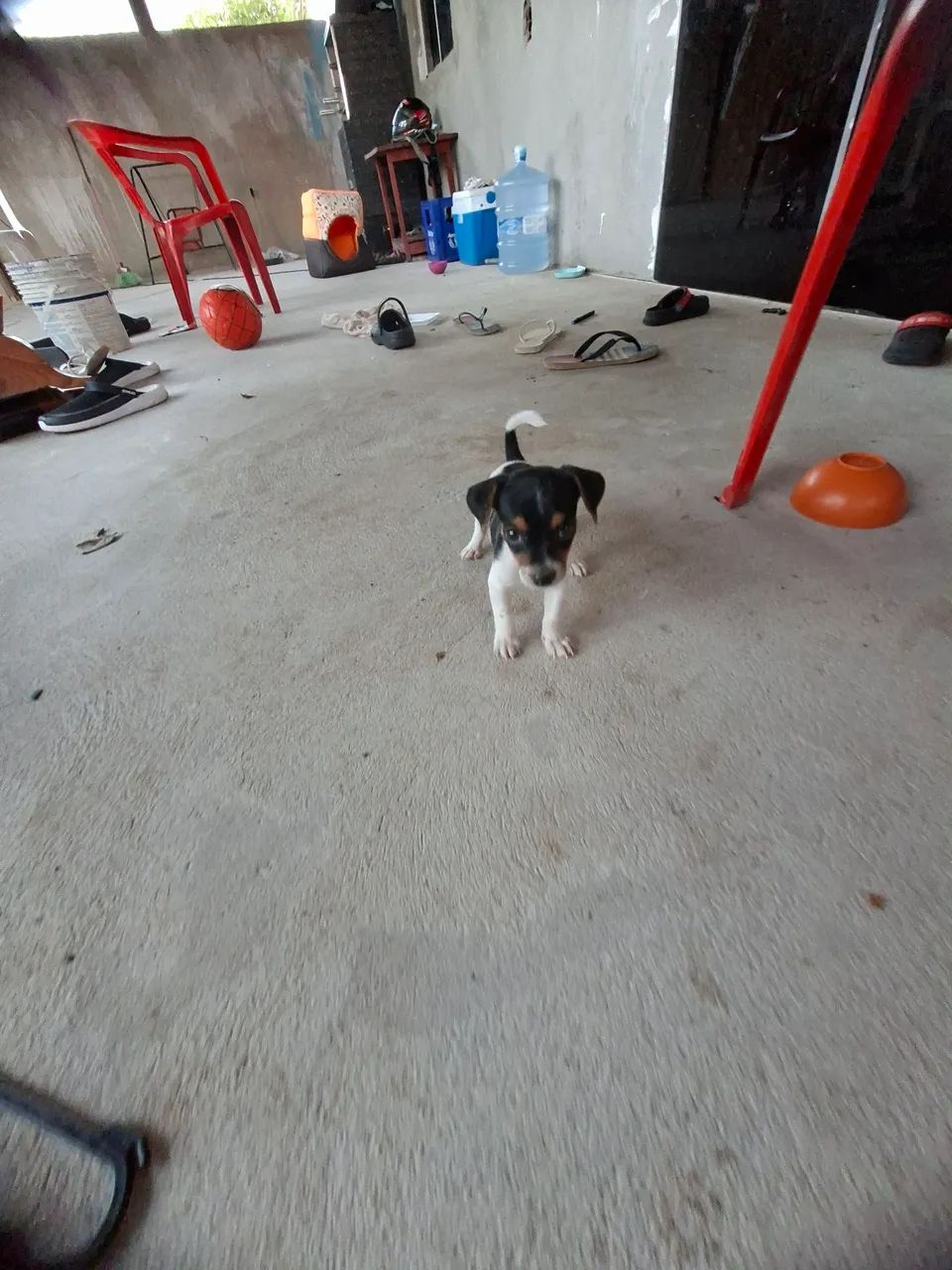 PINSCHER MACHO  - Foto 2