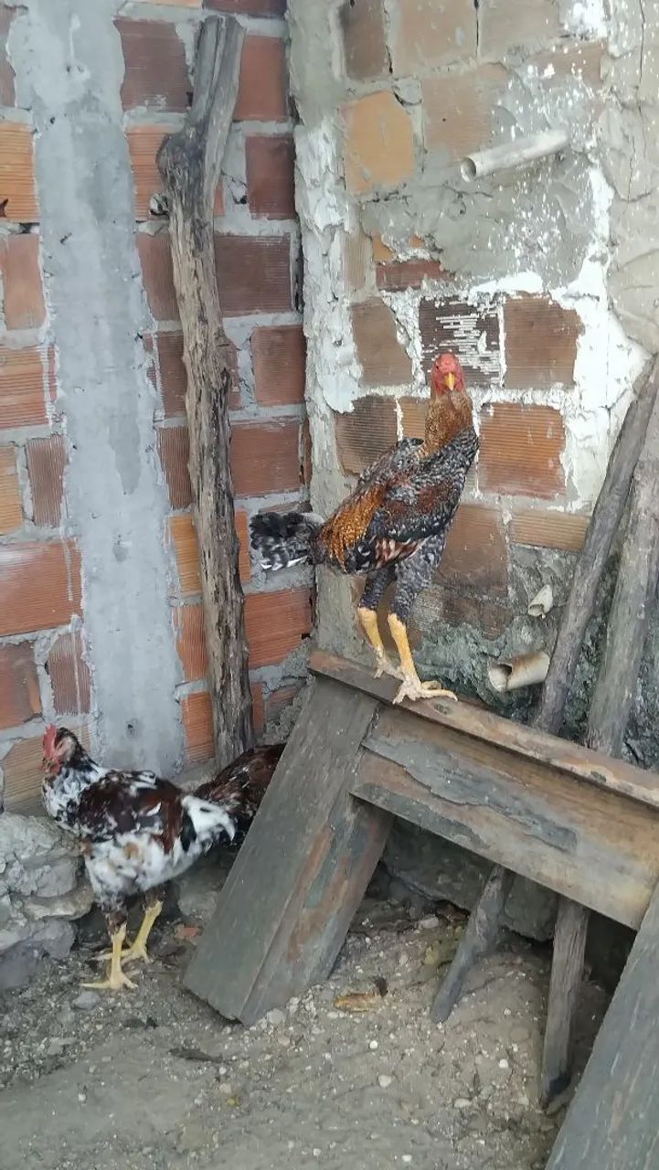 Vende-se um frango índio gigante - Foto 3