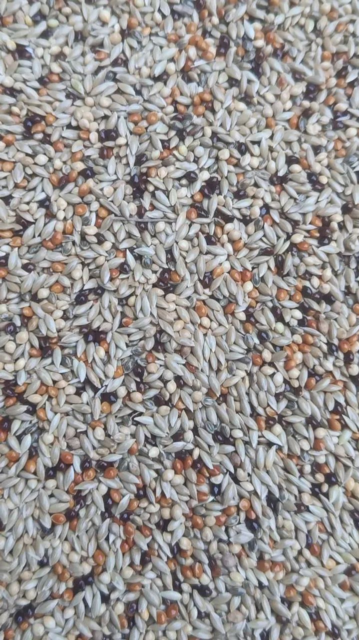 Sementes para aves  - Foto 3