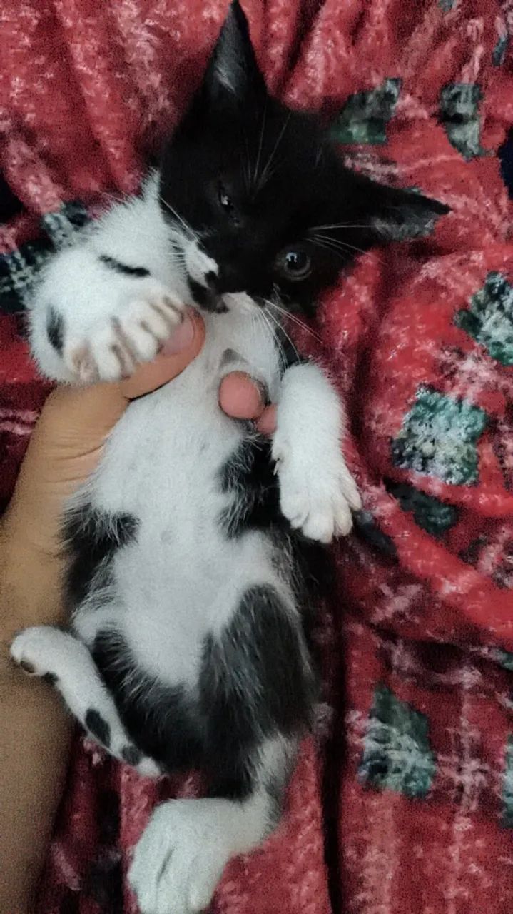 Doa-se gata filhote 