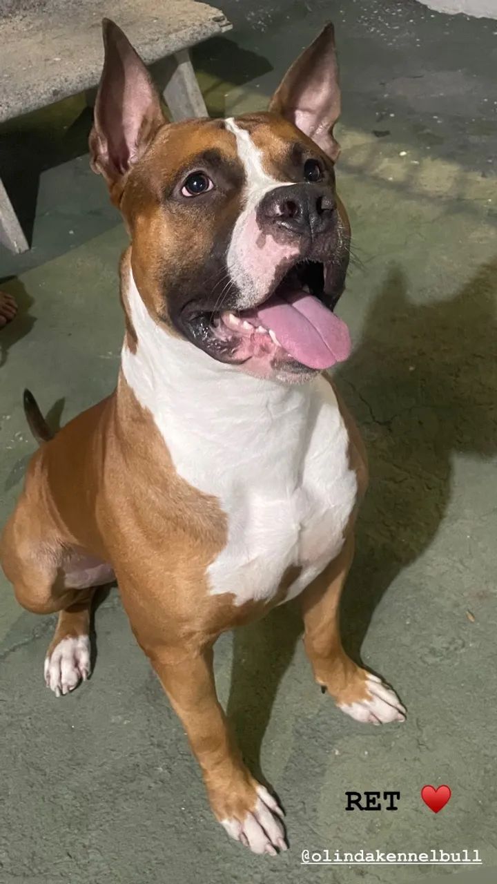 Doação de American Pitbull
