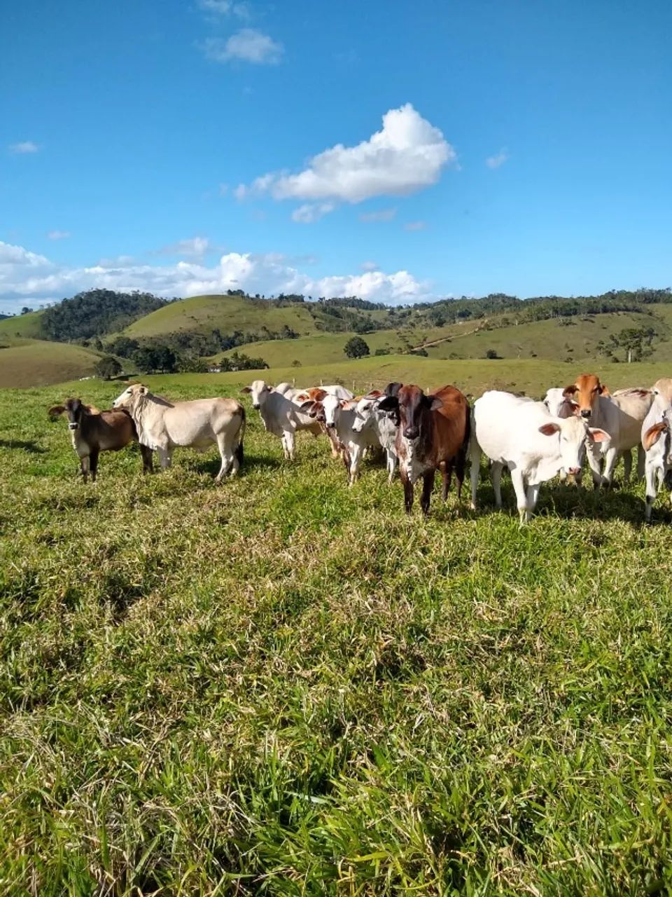 Fazenda  93Hectares em Ibicui-Ba - Foto 3