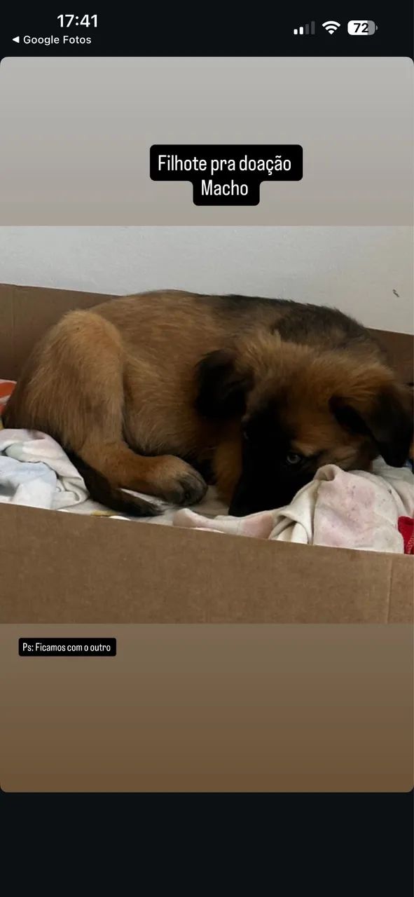 Cachorro doação 
