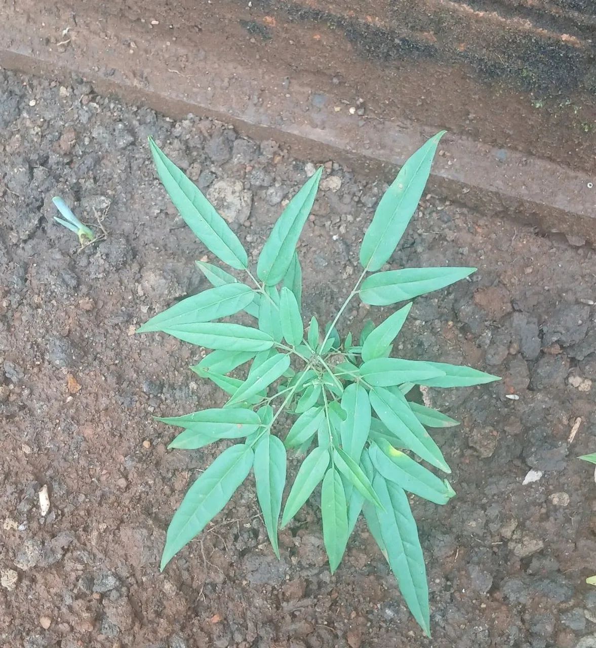 VENDO MUDAS DE CRAJIRU E EM RAMOS TAMBEM  - Foto 2