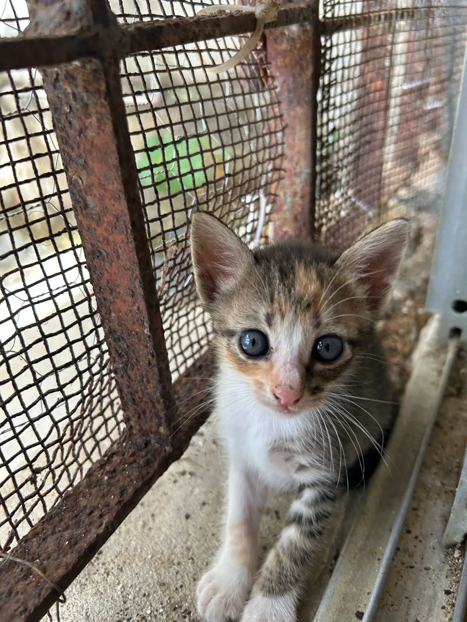 Gato  - Foto 2