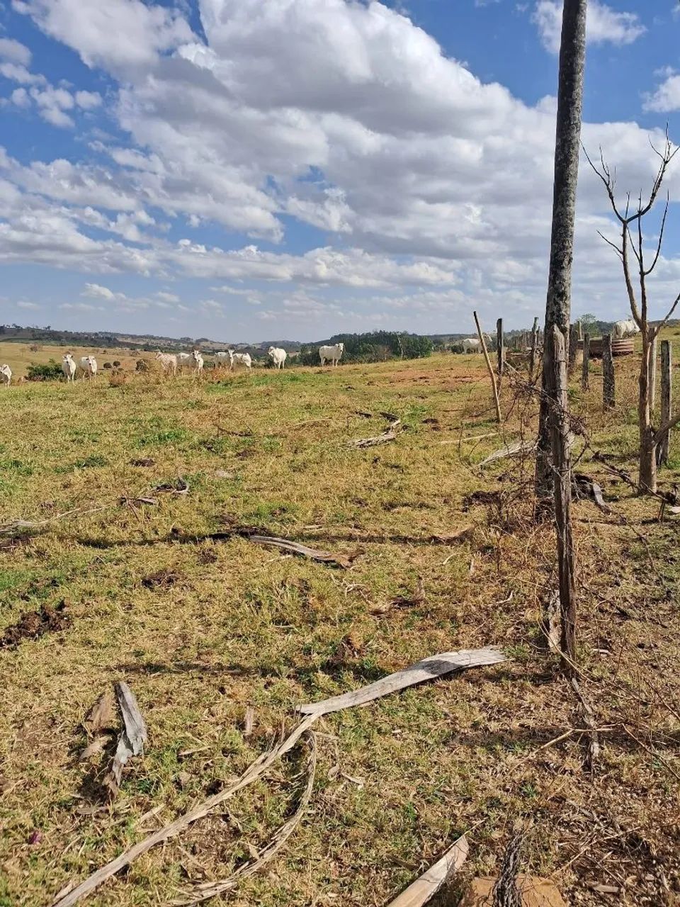 Sítio à Venda. - Foto 4