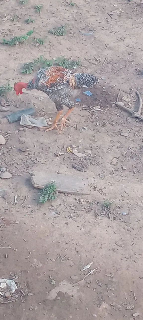 Vendo esse frango 