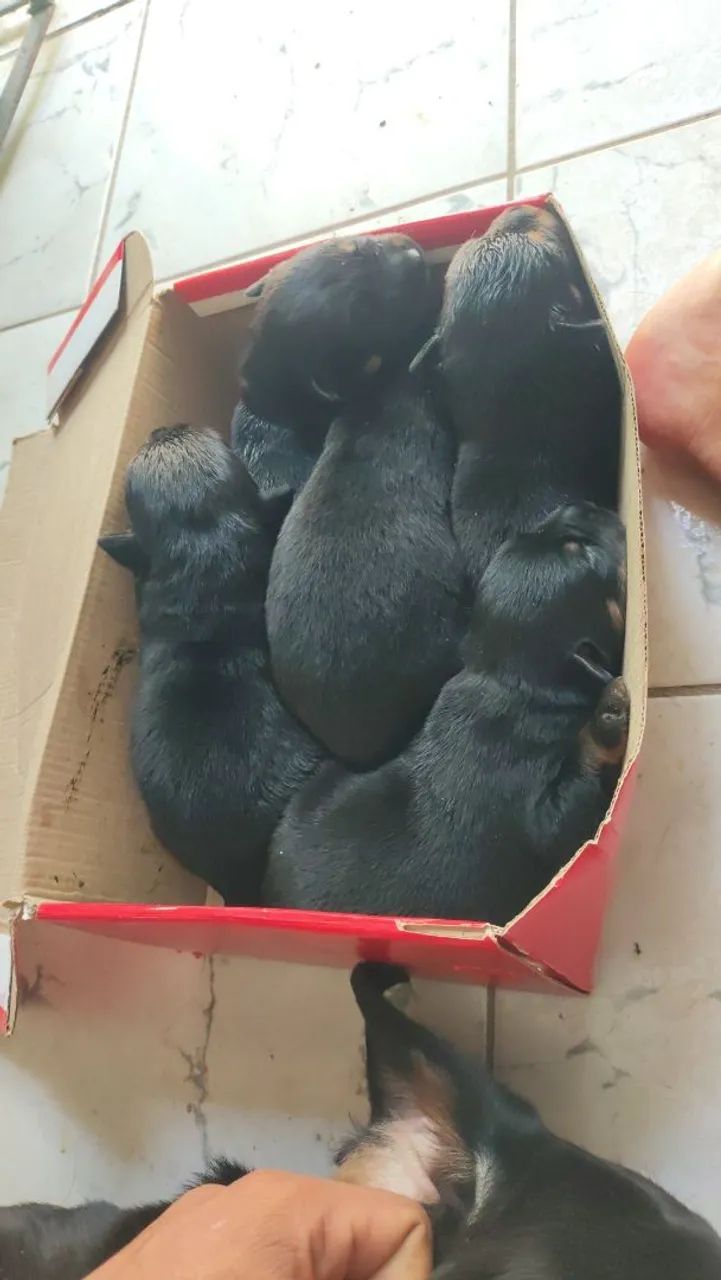 Cachorro rottweiler de ótima linhagem - Foto 4