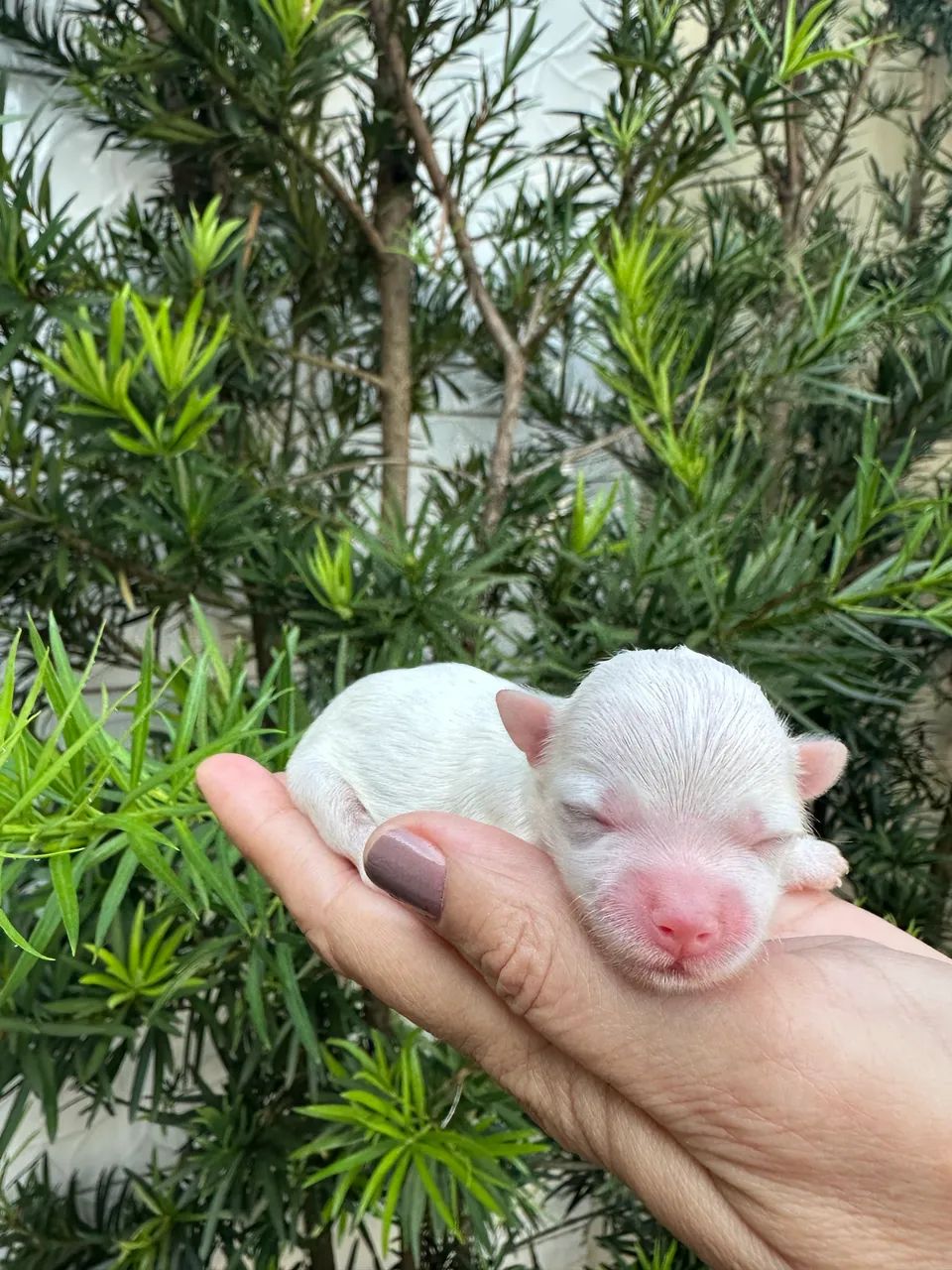MALTÊS COM PEDIGREE - Foto 4