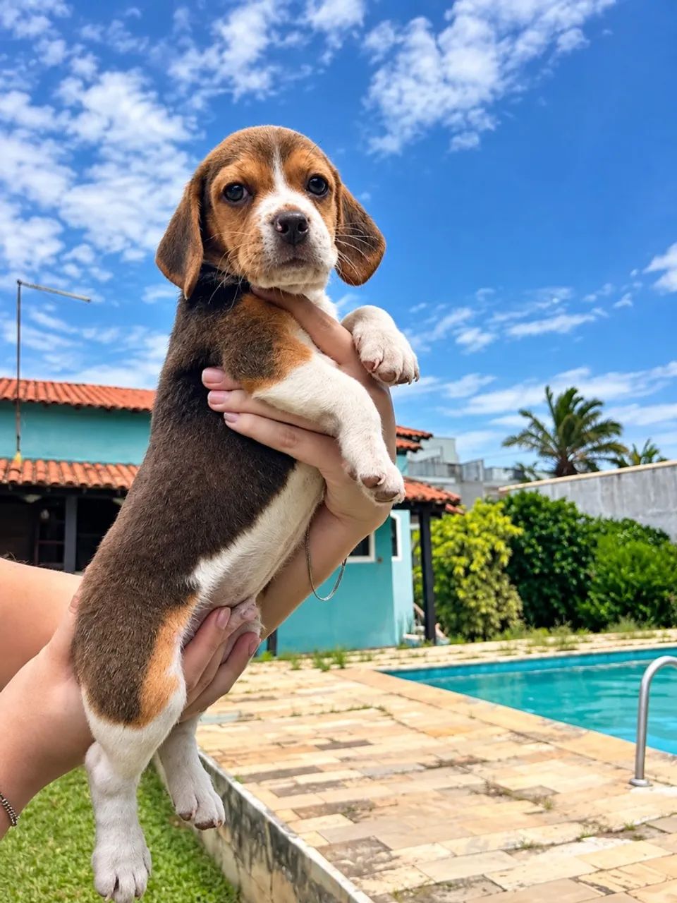 Beagles machos 13 polegadas ! - Foto 5