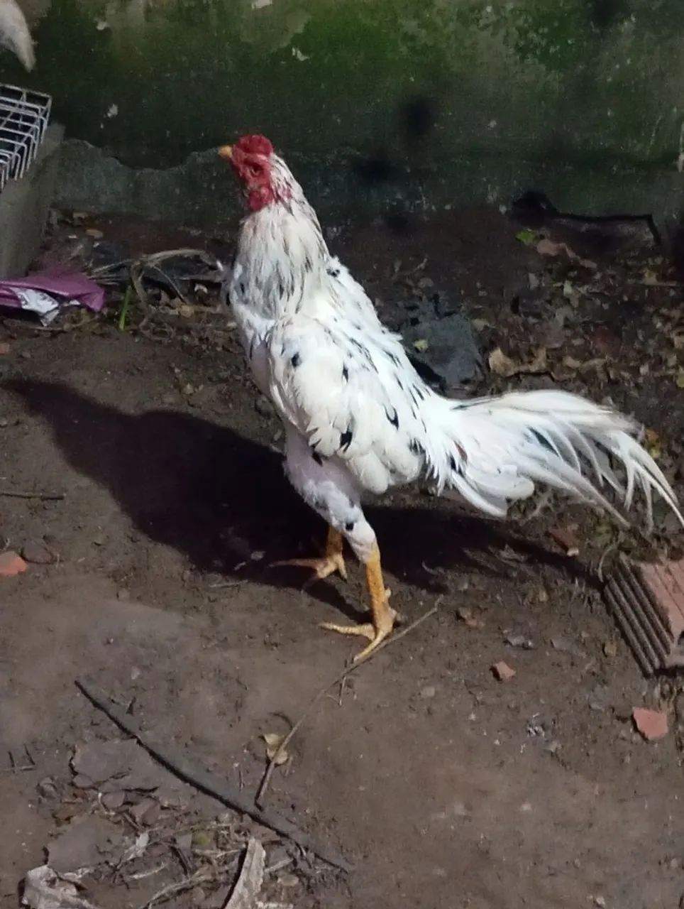 Frango de raça  - Foto 5