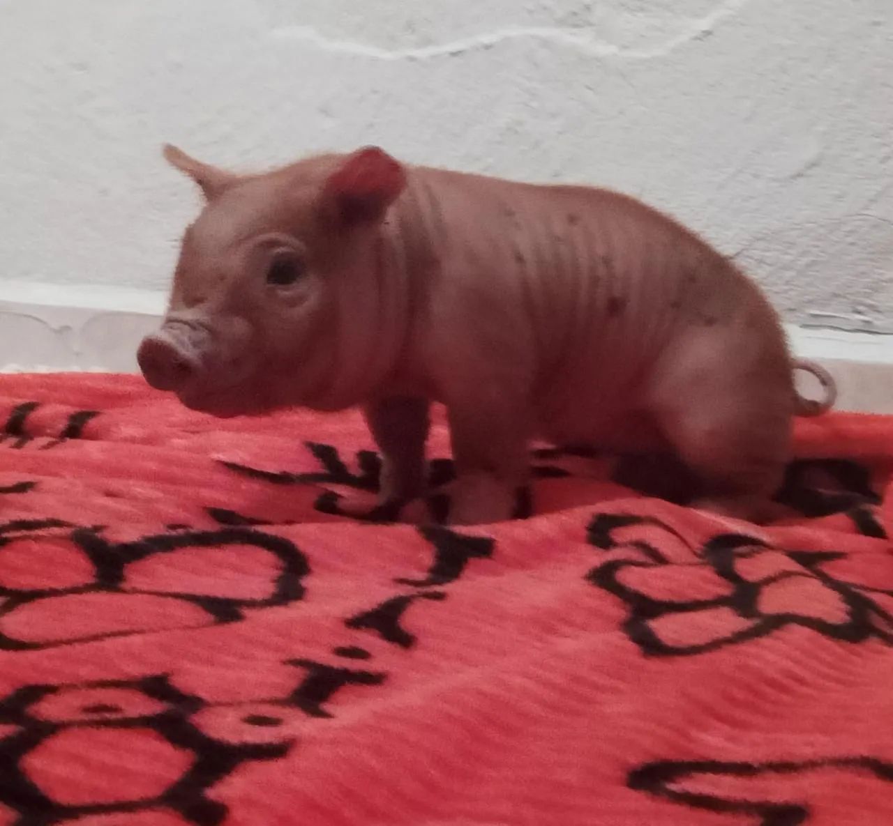 Mine porco