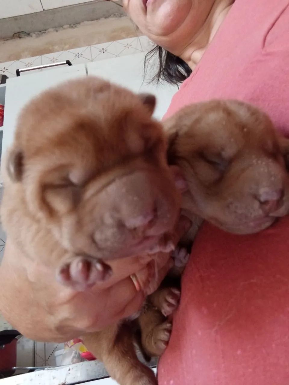 Filhote - Sharpei - Foto 2