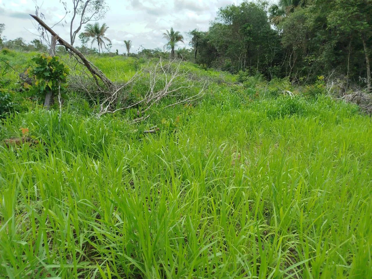 Vende chácara no município de Dóis irmão do Tocantins  - Foto 4
