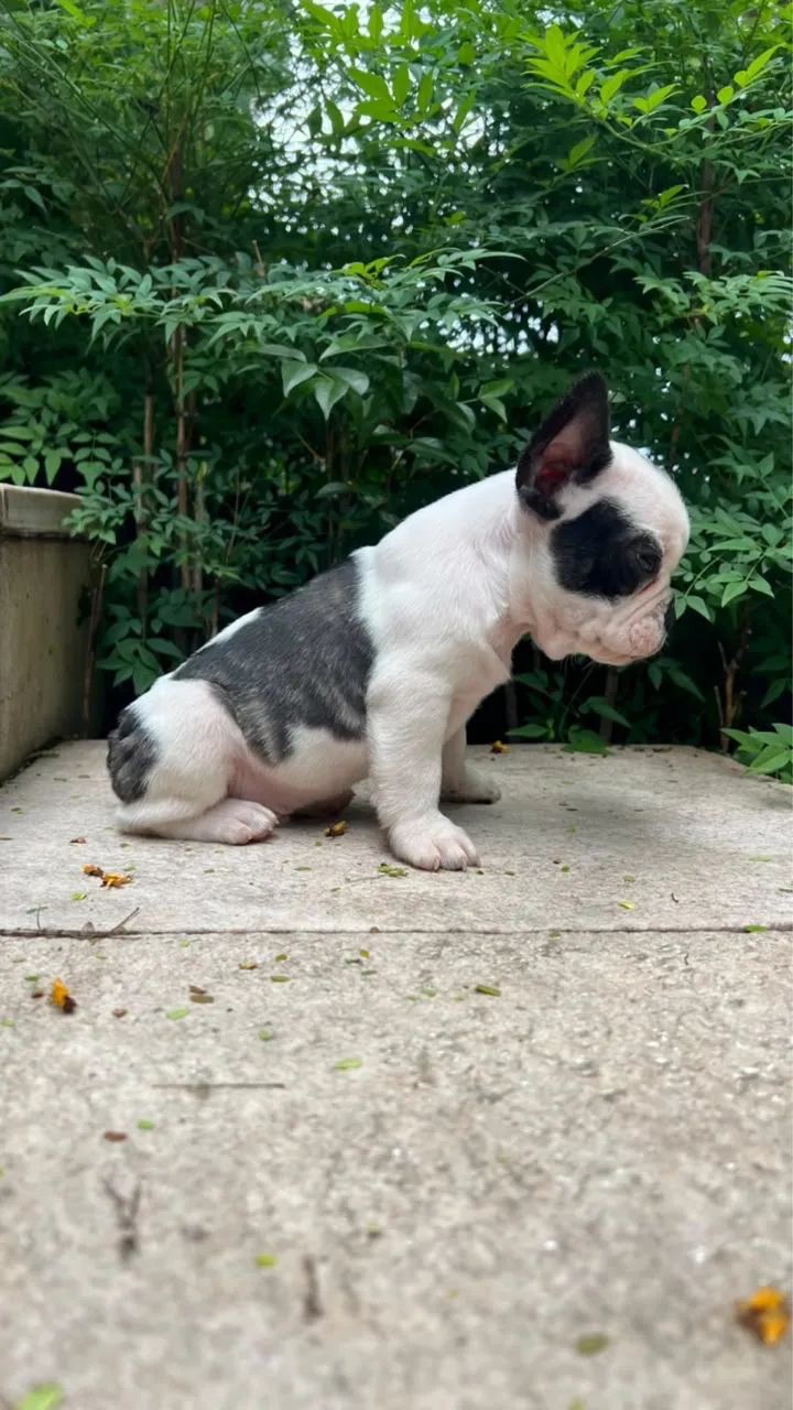 Bulldog Francês à pronta entrega! - Foto 4