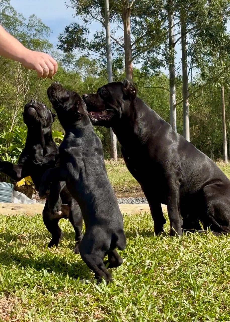 Cane Corso  - Foto 5