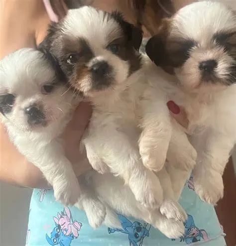peludinhos e pequenos shipoo 