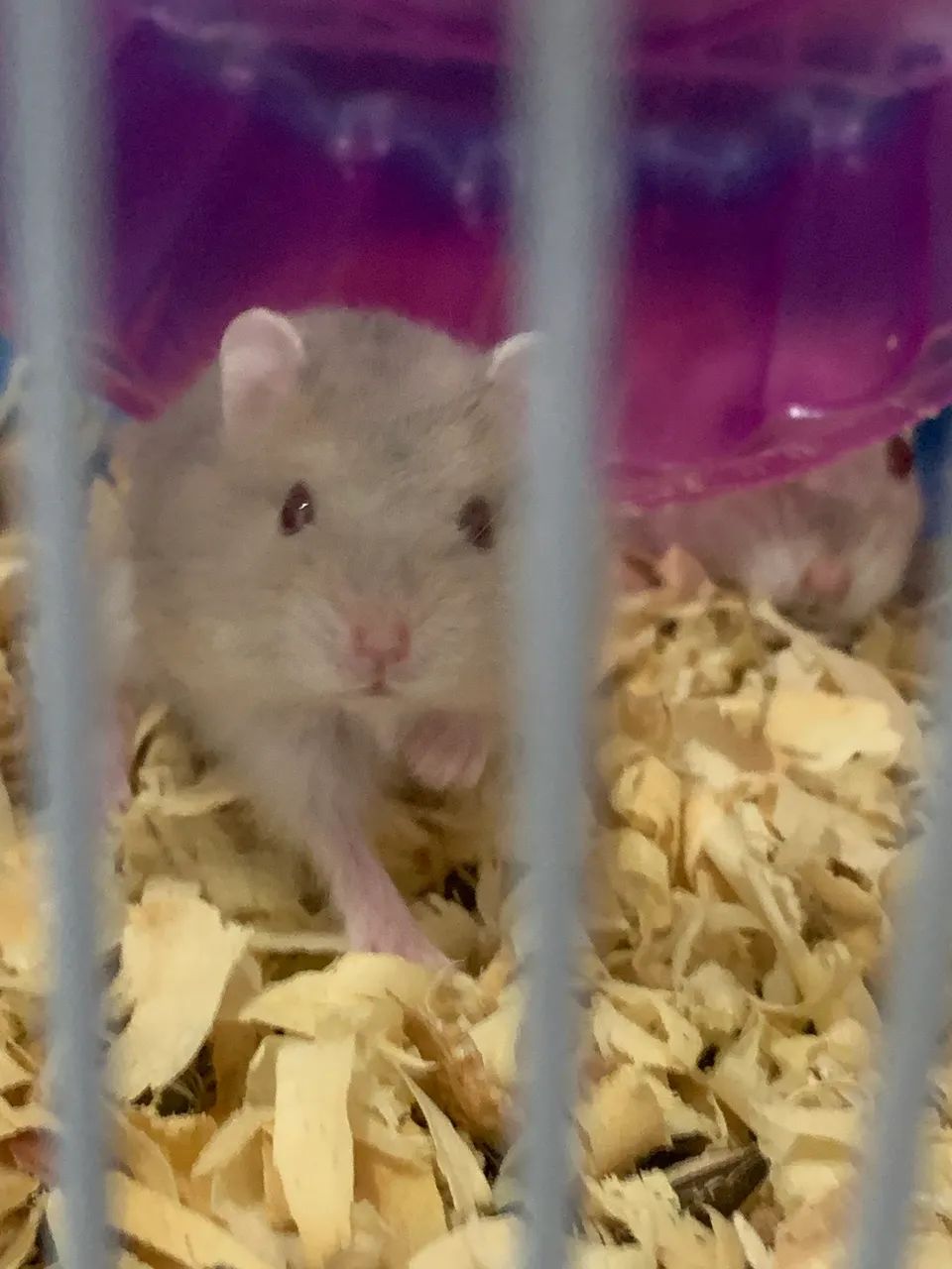 Vendo filhotes de hamster anão russo