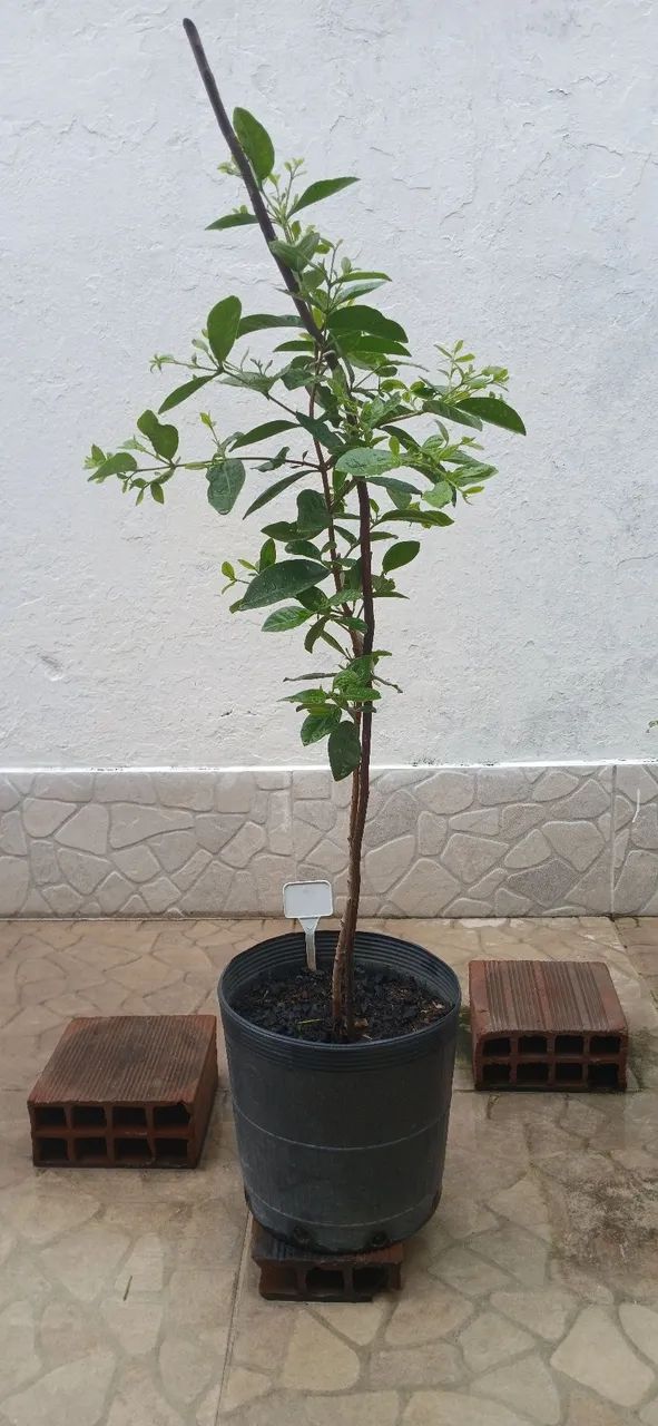 Muda de araçá amarelo