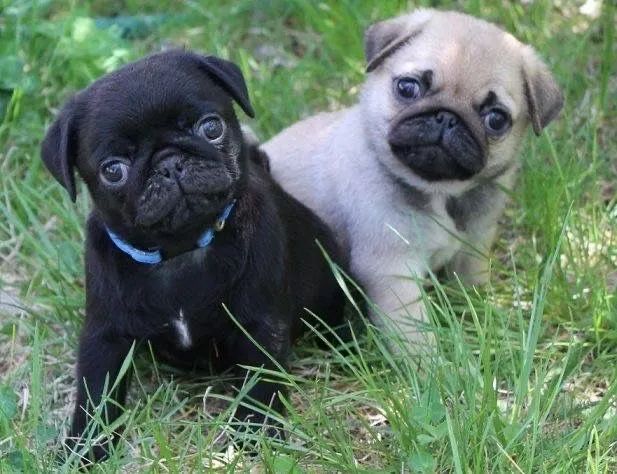 Pug black disponível 
