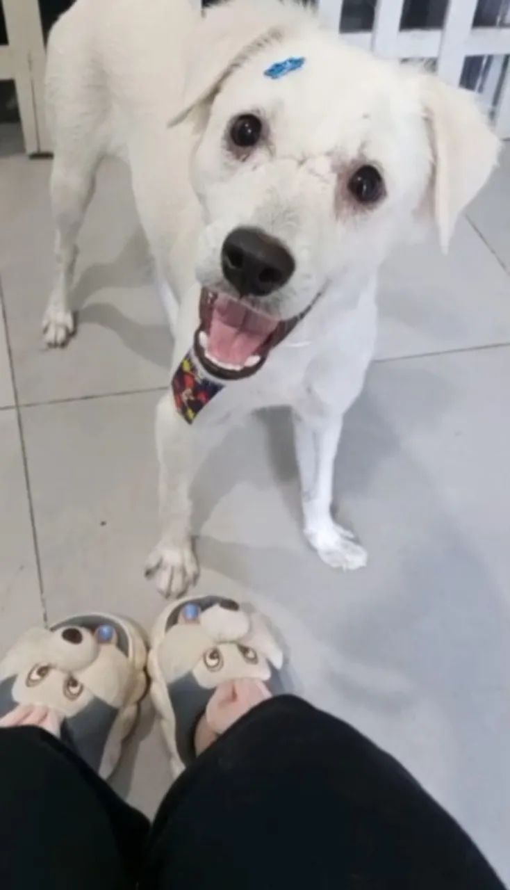 Adoção responsável  - Foto 4