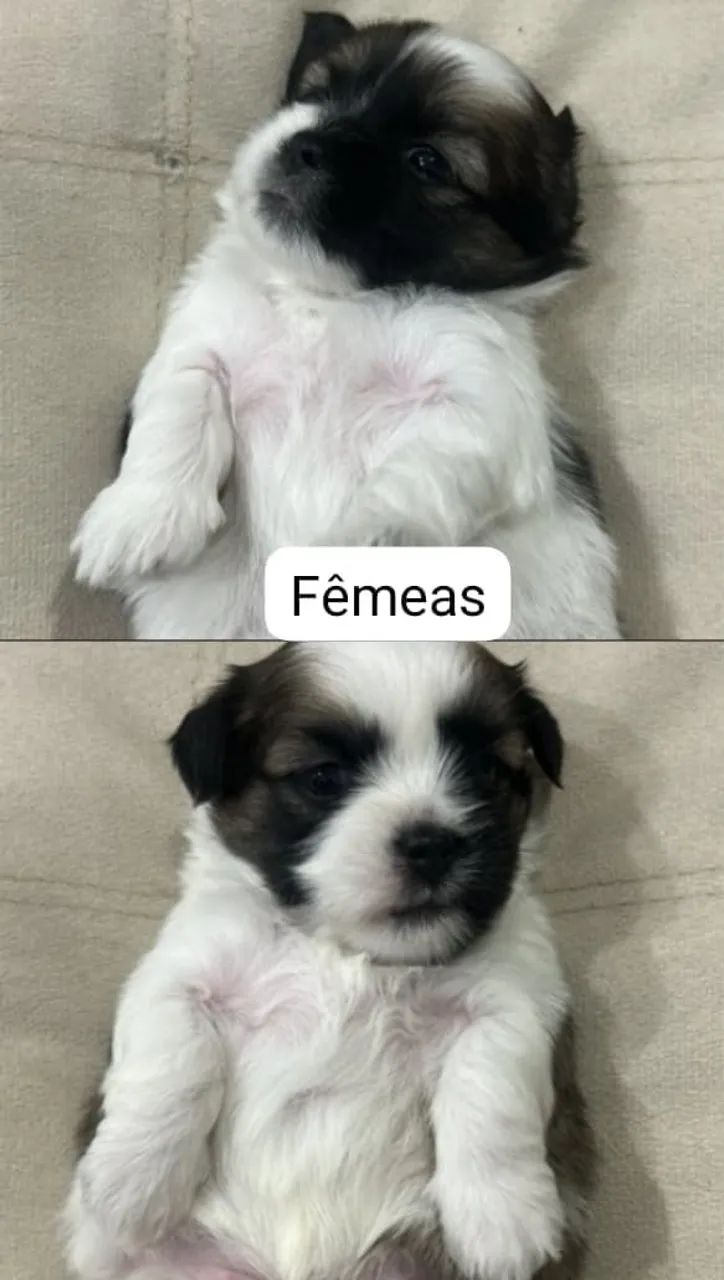 Filhotes de Shitzu 