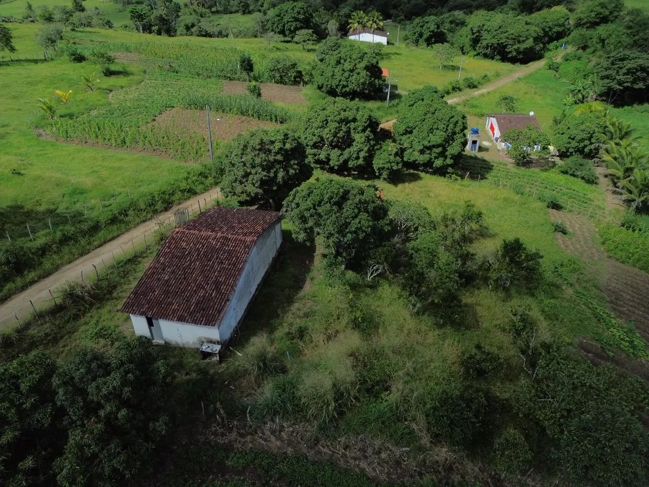 Viçosa-AL ? sítio a venda. - Foto 4