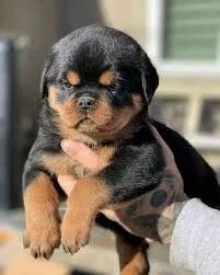 Rottweiler Proteção é minha forma de carinho.