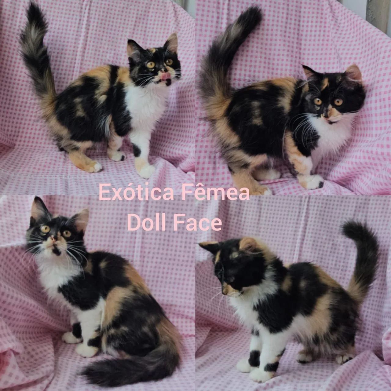 Persas, Exóticos e Himalaios Filhotes - Gatil BSB Cat - Foto 5