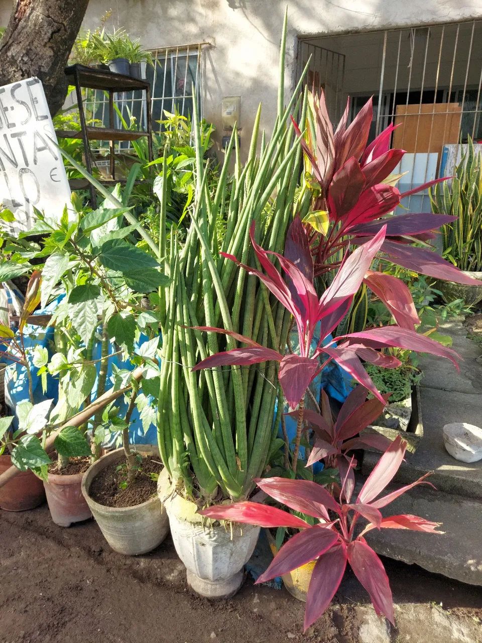 Plantas  - Foto 3