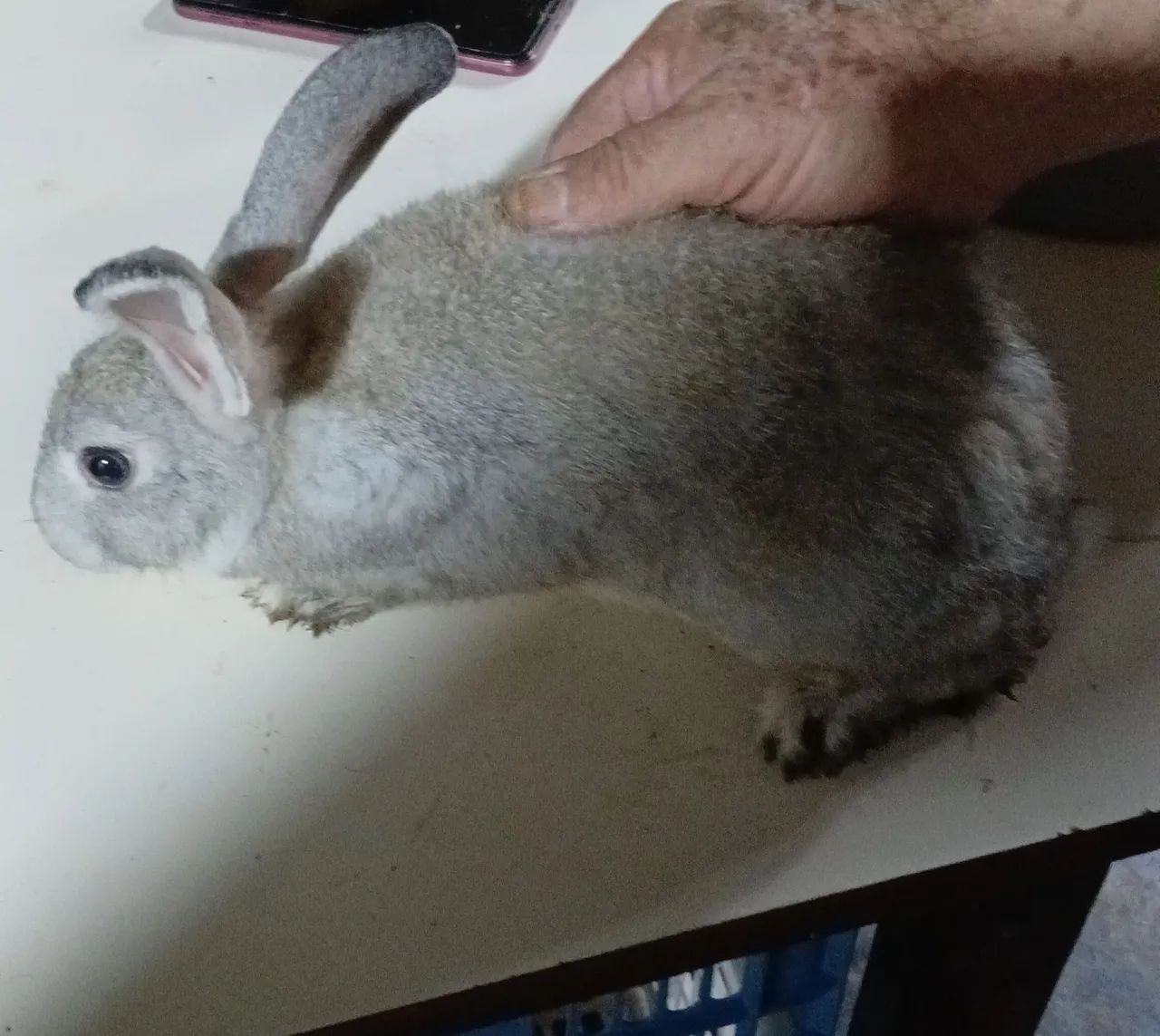 Coelhos de porte médio. Não fazemos entregas, retirada no local.  - Foto 2