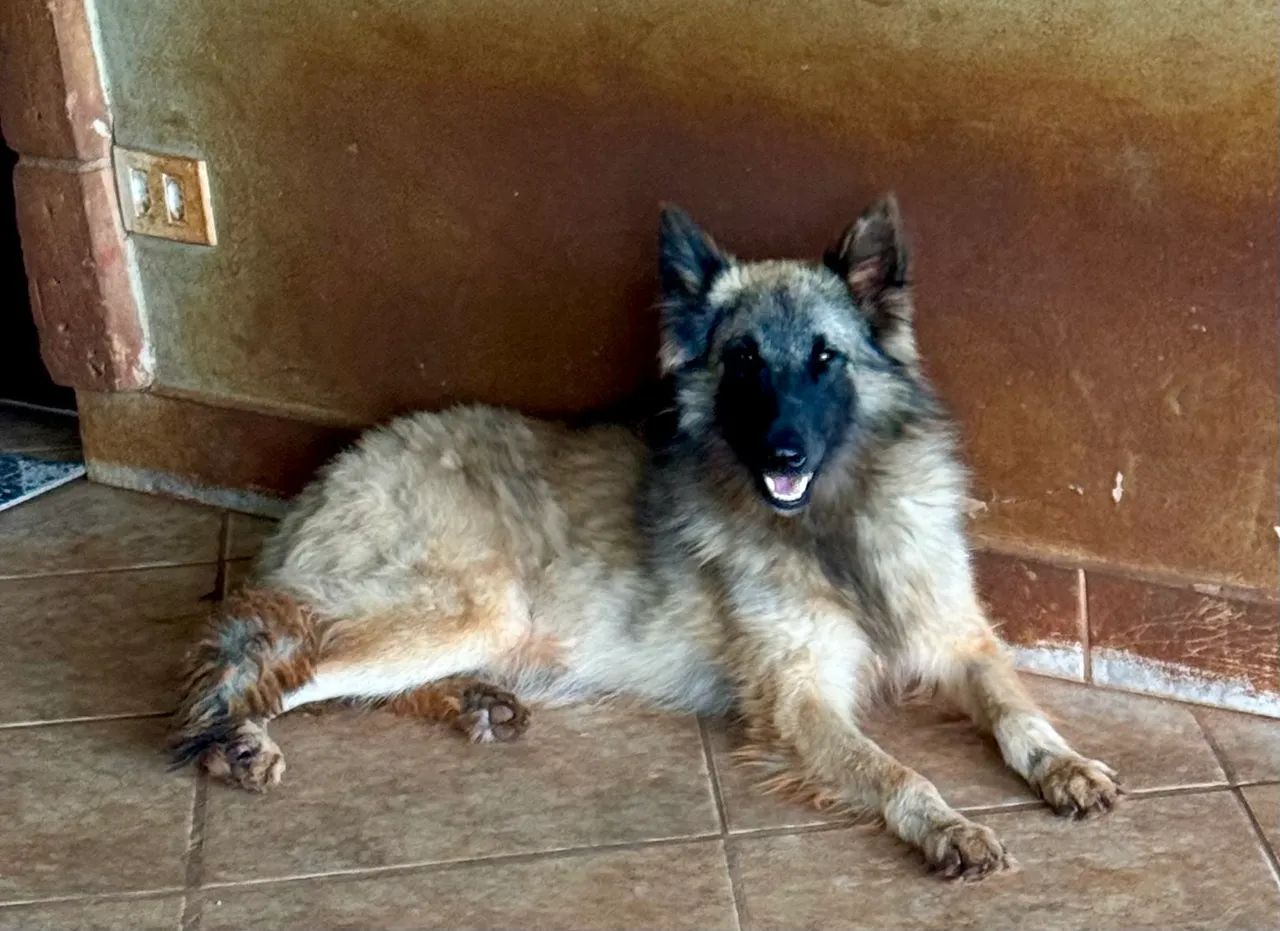 Filhotes pastor belga Groenendael e Tervueren com pedigree  - Foto 4