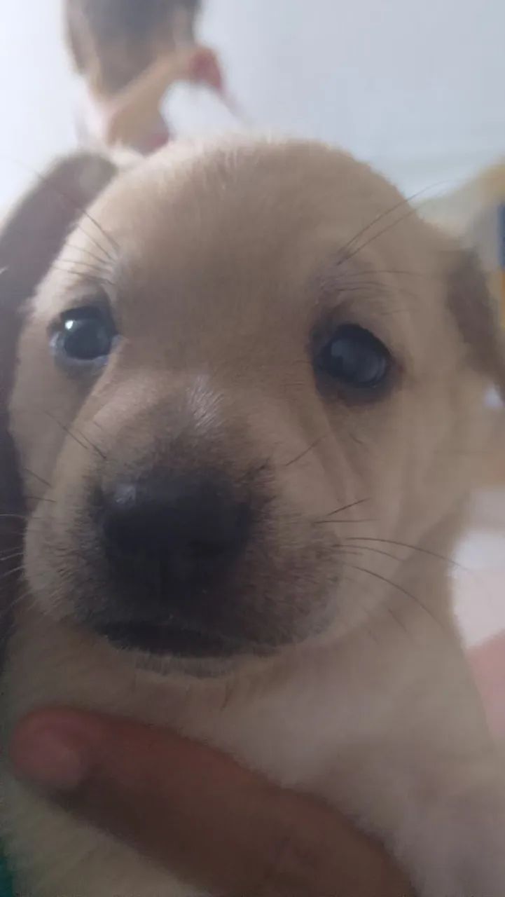 Doação  - Foto 2
