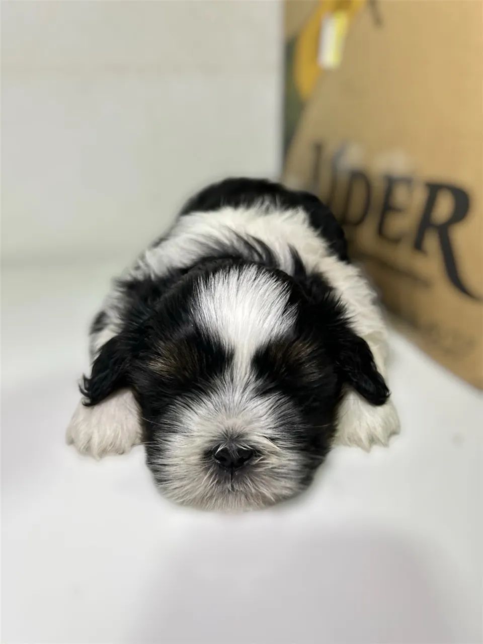 Cachorro - Foto 5
