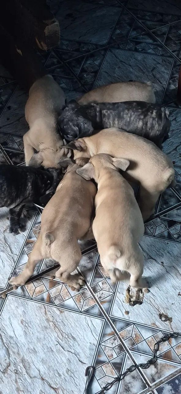 Filhotes buldogue francês - Foto 3