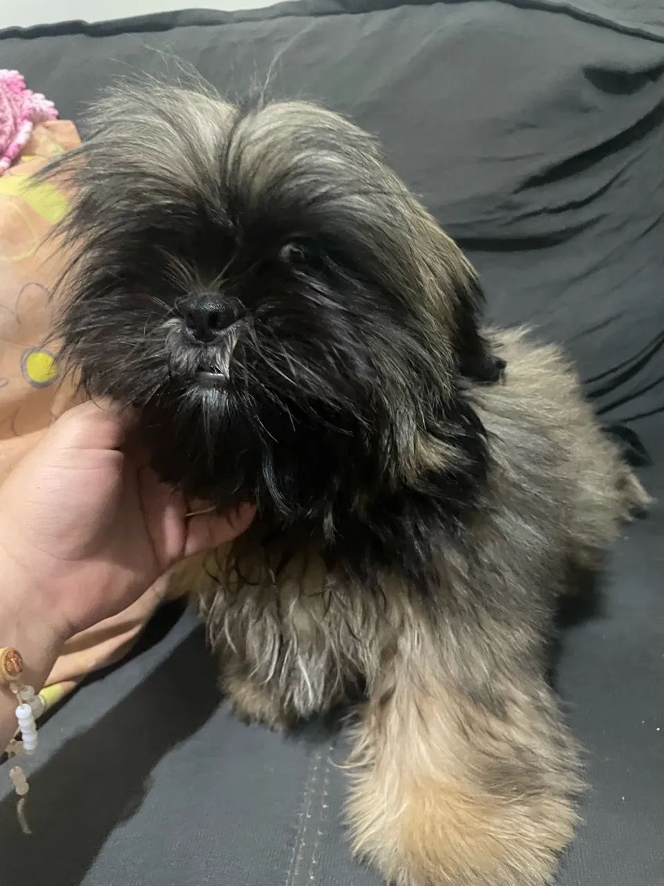 Filhote de Shihtzu  - Foto 2