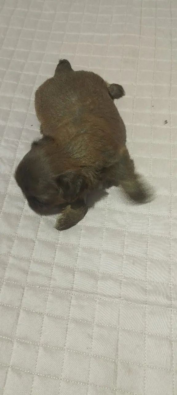 Shihtzu  - Foto 5