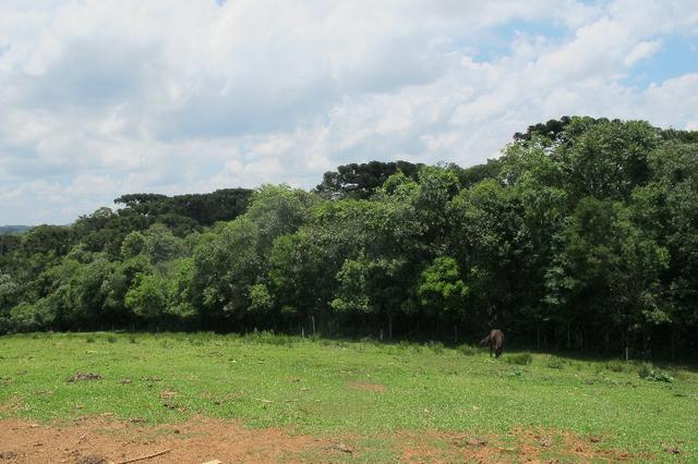 50 metros da Br/ 1 alqueire e 32 litros - Foto 2