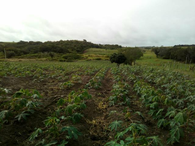 Vendo terreno aqui em São Sebastião Alagoas - Foto 5