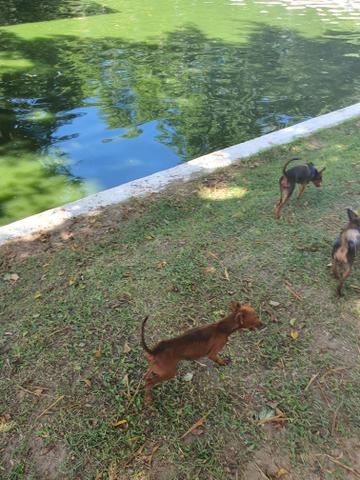 Pinscher 01 - Foto 5