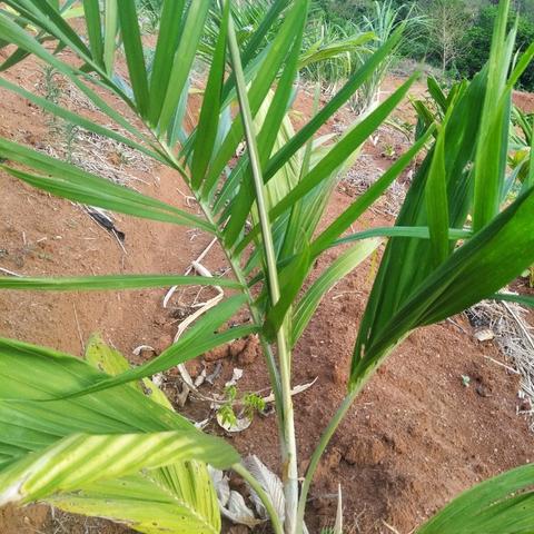Assistência técnica Engenheiro Agrônomo - Foto 2
