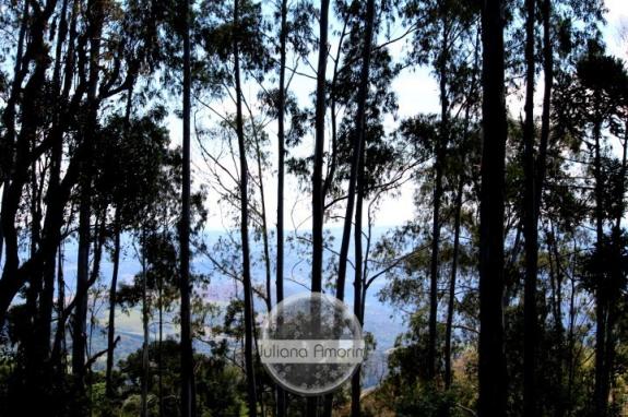 Seu sitio em Bom Retiro na Serra Catarinense - Foto 15