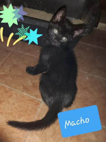Adotem belos gatinhos! - Foto 2