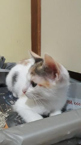 Gatinhas para adoção responsável - Foto 4