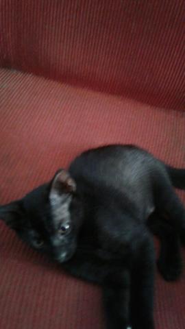 Gatinho para adoção