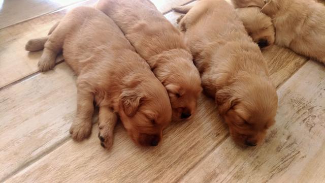 Golden retriver Filhotes - Foto 5